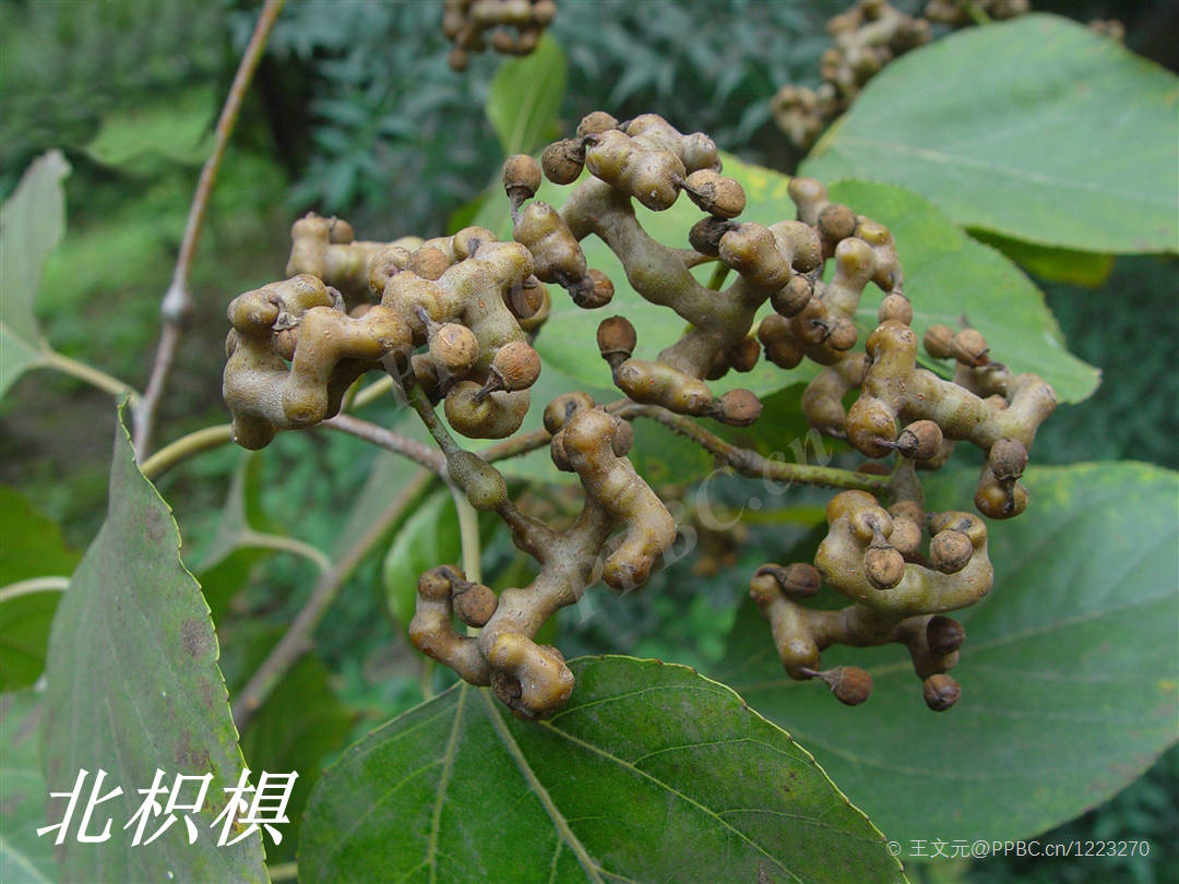 还有一种北枳椇,山东人叫拐枣,其外形酷似枳椇,过去视为一种,也叫枳椇