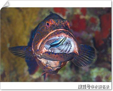 水族里的医生鱼飘飘原来它想吃的不是寄生虫是另有私心