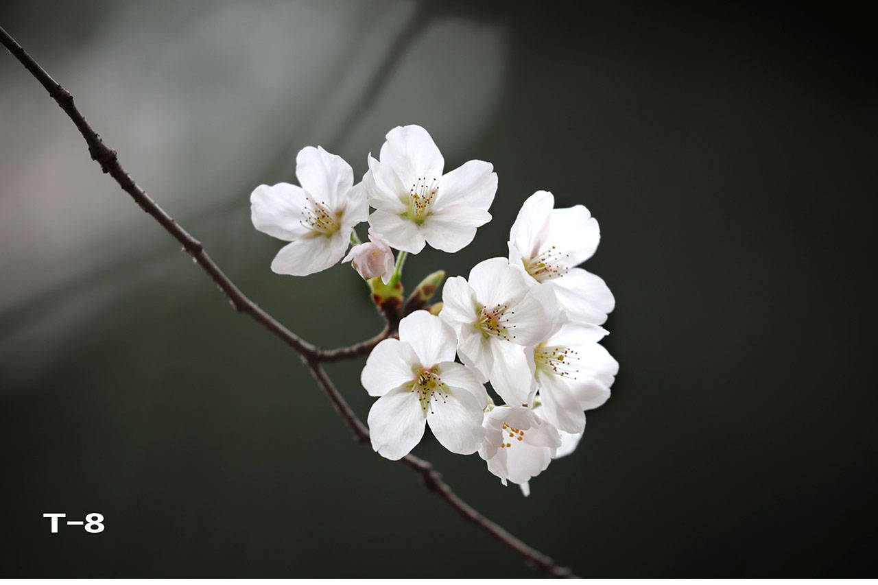 特征|哪个是樱花，哪个是樱桃花？你能否分清？