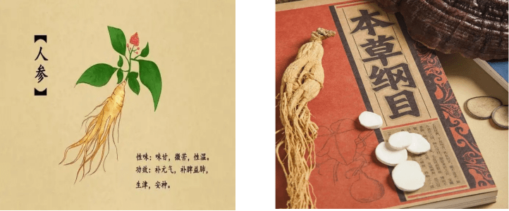 《神农本草经》中把人参列为上品,李时珍也在《本草纲目》里对人参