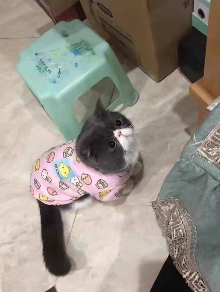 品牌加菲猫吃什么牌子猫粮好？这种猫粮越吃越健康