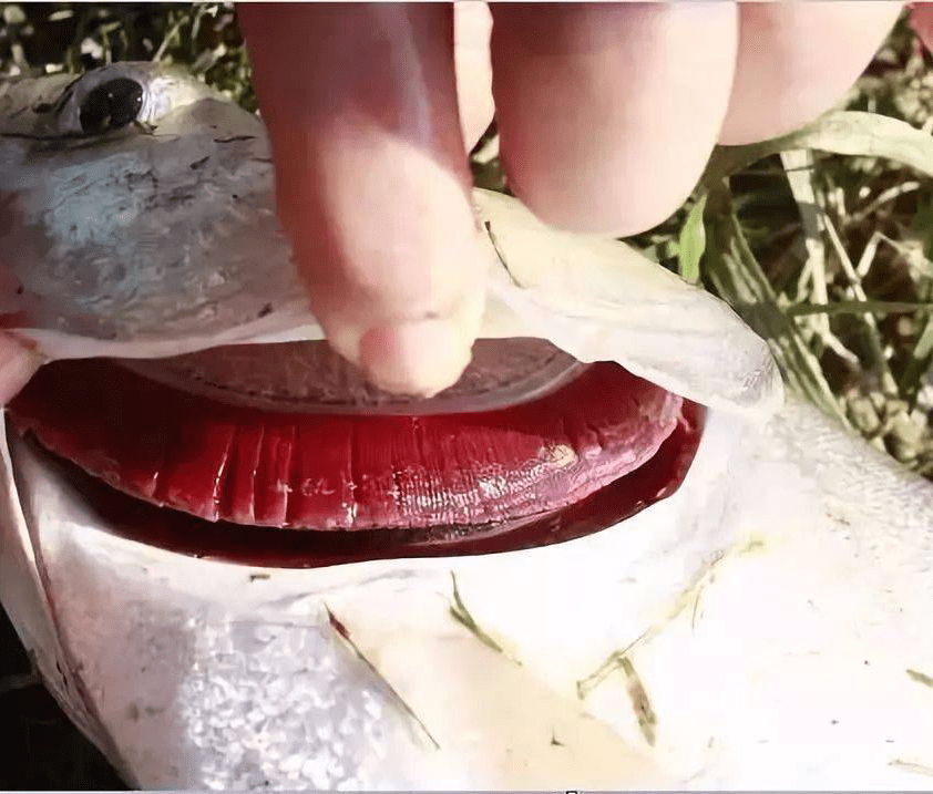 鱼类的一号杀手不易治好且易死亡的烂鳃病发生情况及针对性治疗方法