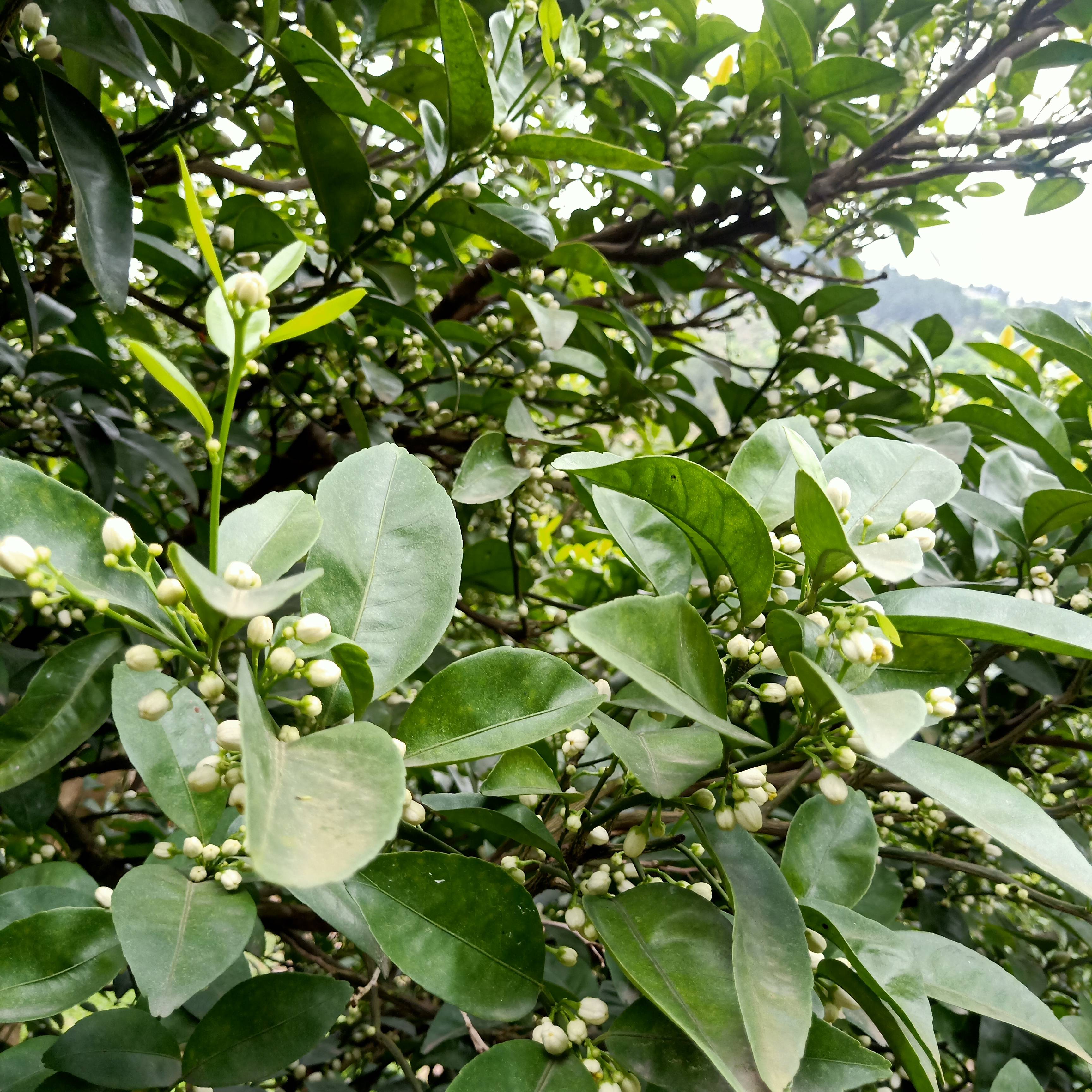 柑橘花期遇阴雨天气,用什么水溶肥可以保花保果?