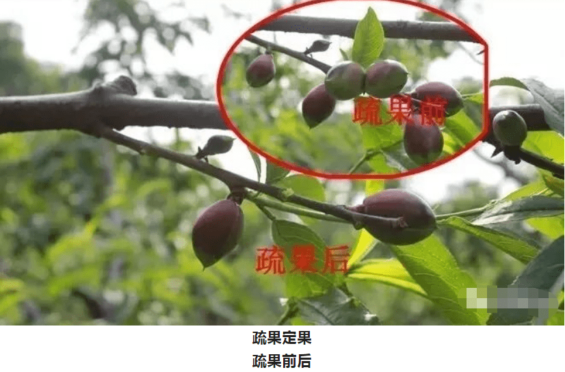 桃树疏花疏果技术要点