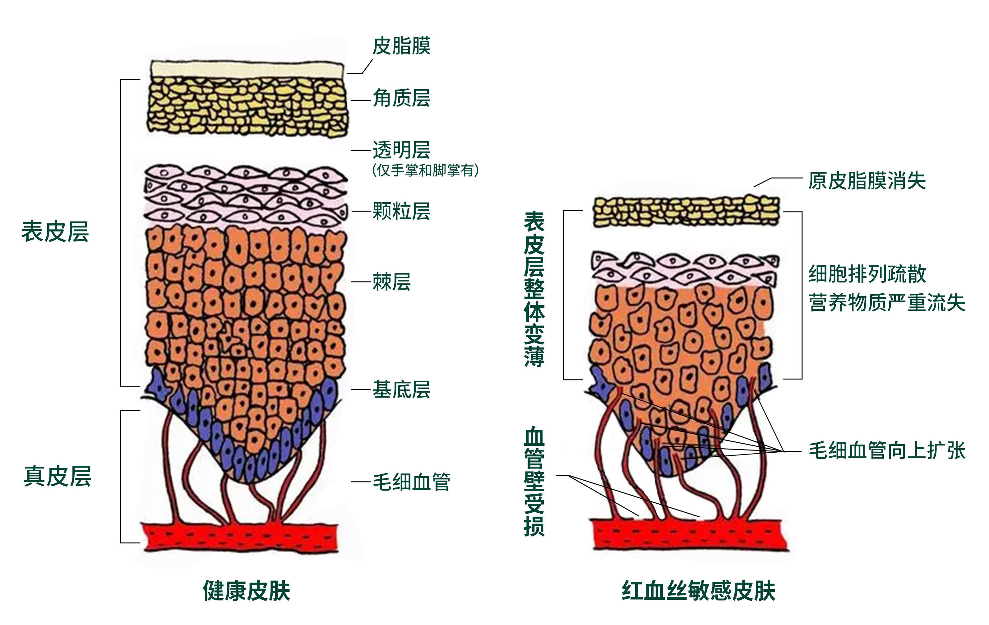 生物酶与微循环的关系_代谢_皮肤_细胞