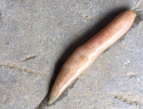 1,水蛭的身体肿胀肥大,部分地方还呈透明状,身体软弱无力无法缩成团