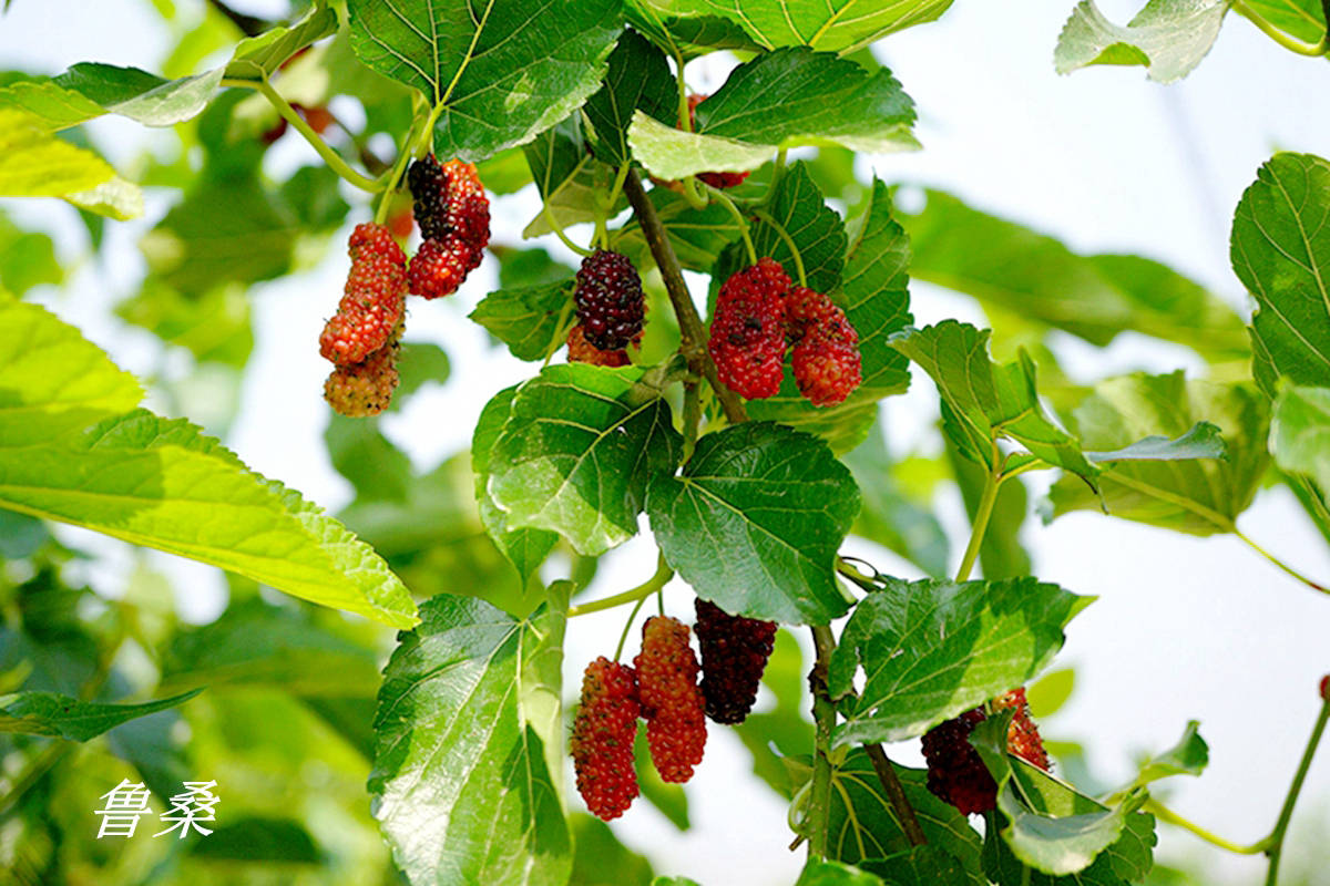 除了桑和鲁桑,北方常见的野生桑还有蒙桑.