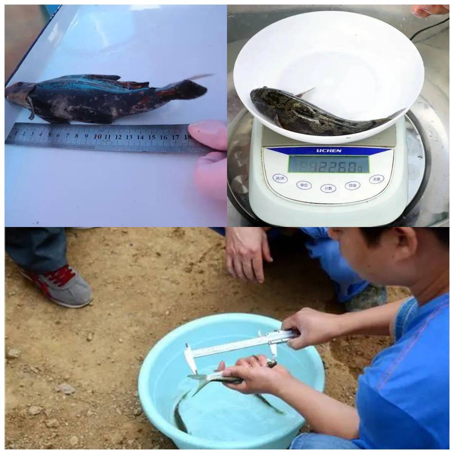 鱼类测量自动化20时代已到来