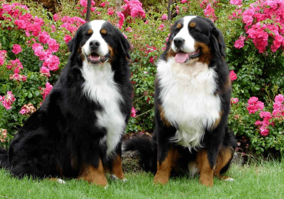 百科| 伯恩山,热爱撒娇的巨型粘人精_瑞士_主人_品种