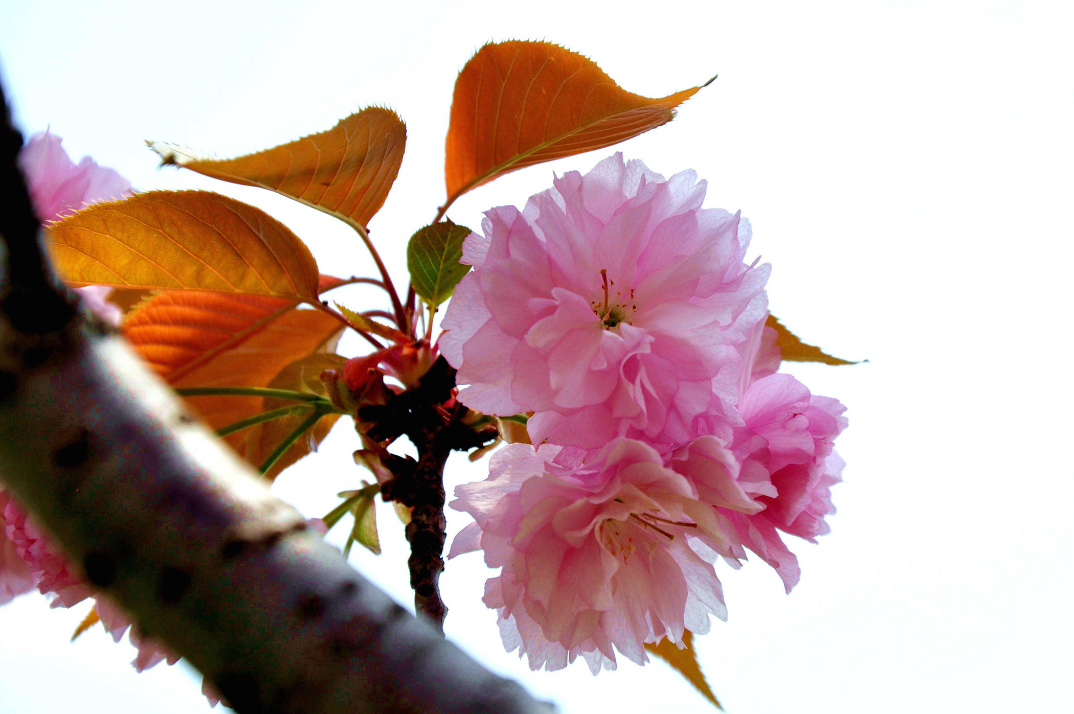 上海奉贤贤园里的樱花