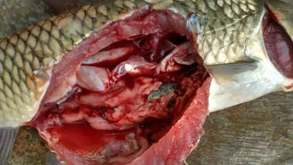 引起细菌性败血症的原因及治疗方法