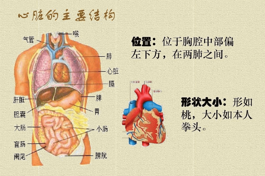 心脏位于胸腔,在膈肌(用于分隔胸腔和腹腔)的上方,两肺之间