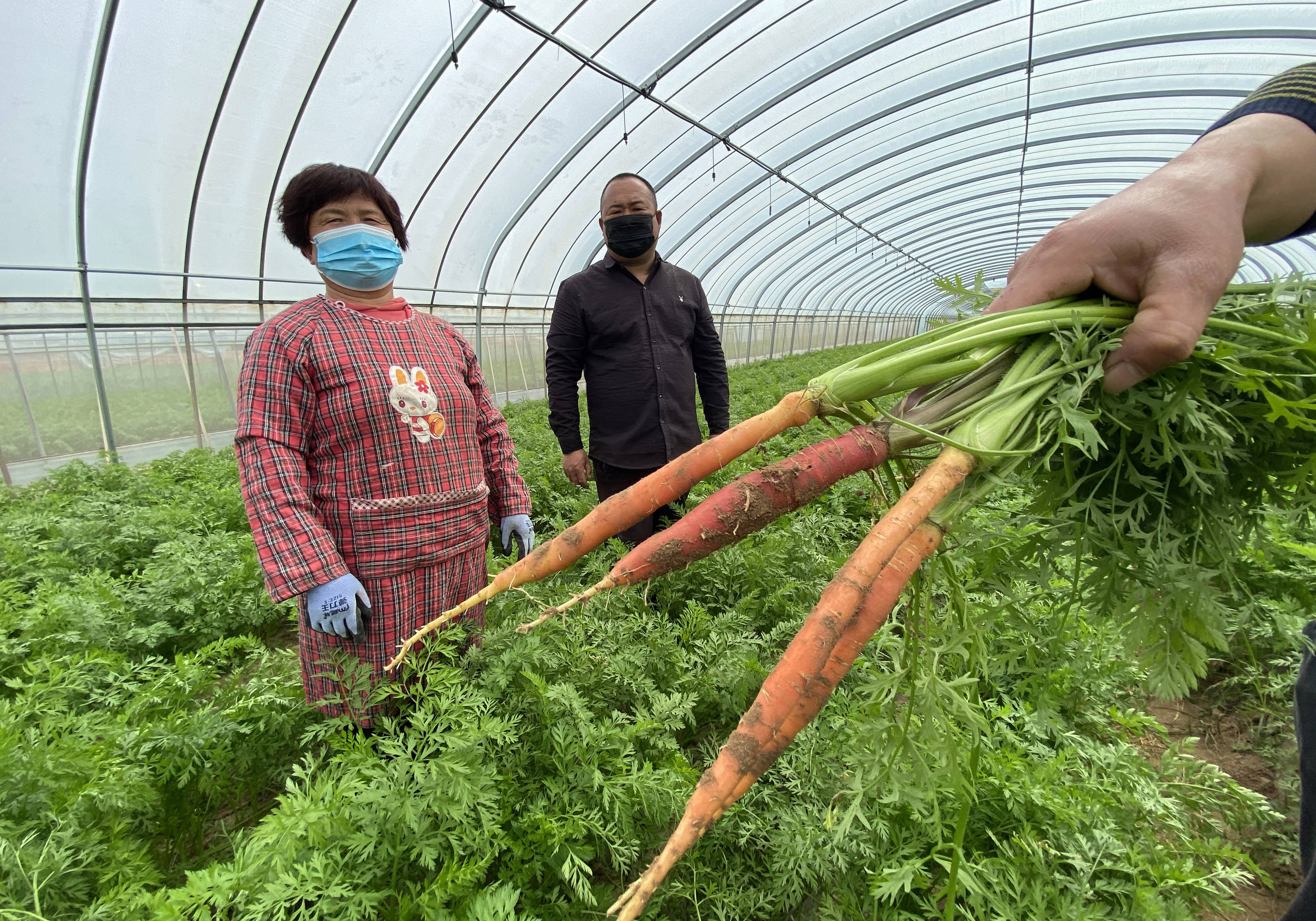 大荔县韦林镇温室大棚红萝卜可望五月上市填补了夏季的空挡