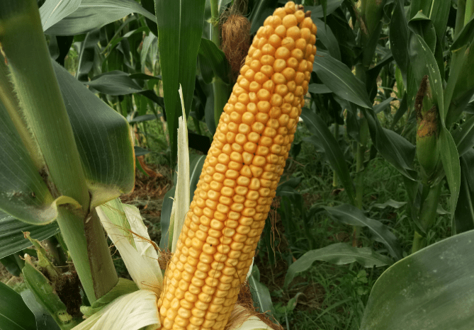 优迪501玉米种子简介图片