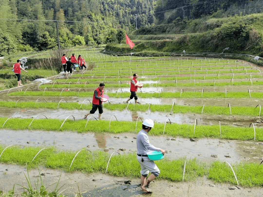 兴国县兴江乡开展春耕生产党员助农主题党日活动