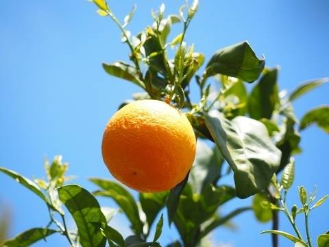 南非柑橘出口季序幕即将拉开秘鲁蓝莓牛油果对华出口大幅增长