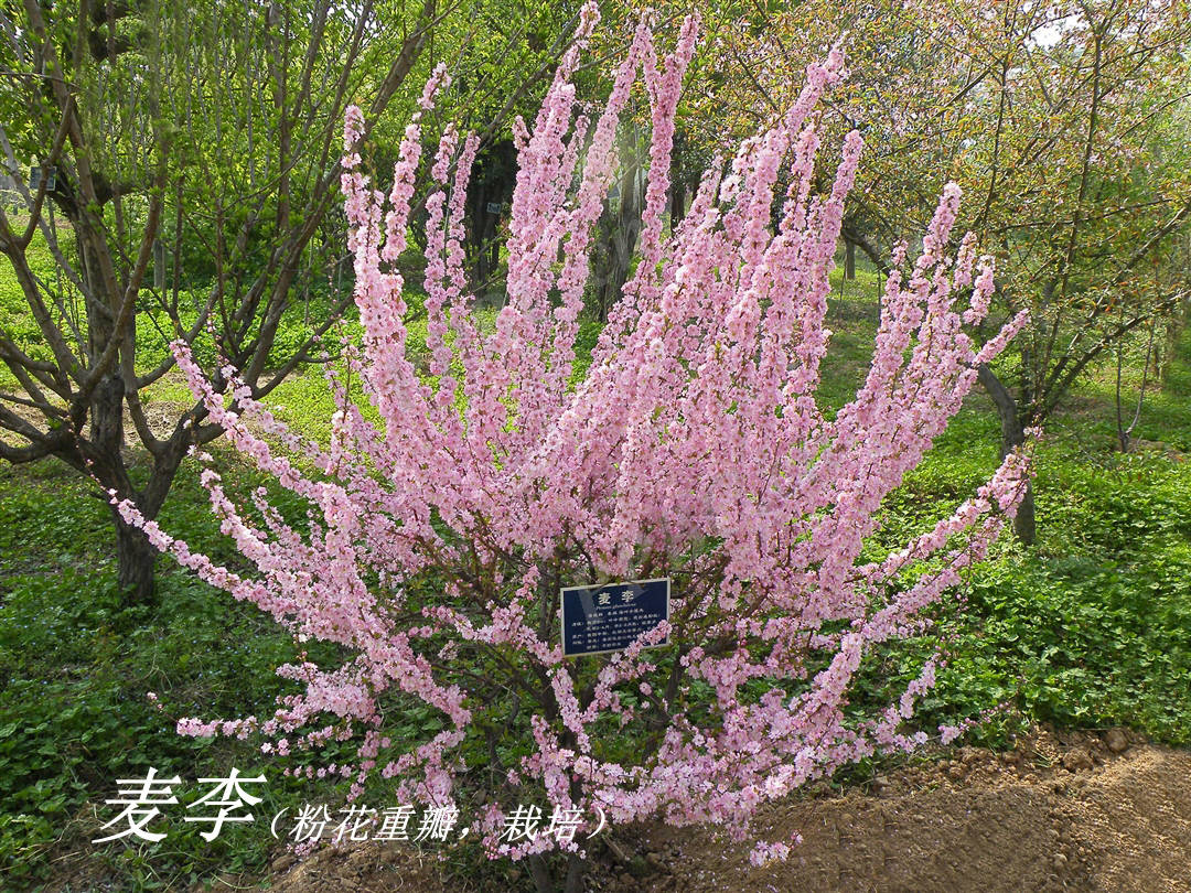 《诗经》里的植物辨识(三十)"薁"是野葡萄还是郁李