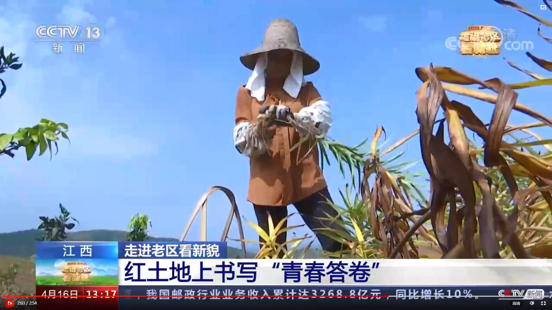 蓮花血鴨和蓮花百合種植亮相央視走進老區看新貌欄目