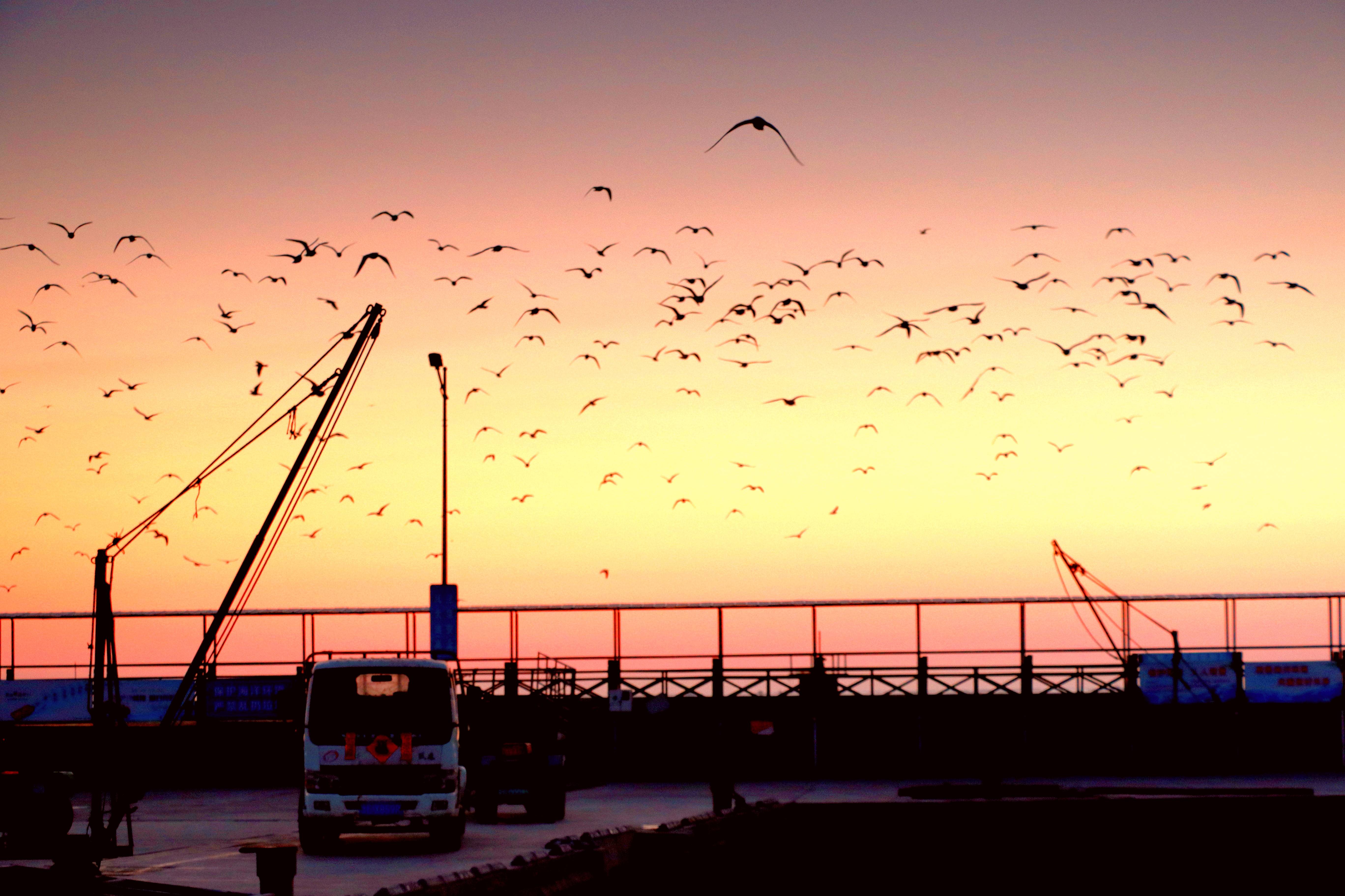 黄海之滨的日出，海鸥翩飞，渔船摇荡，这么美的渔港码头一定要来！