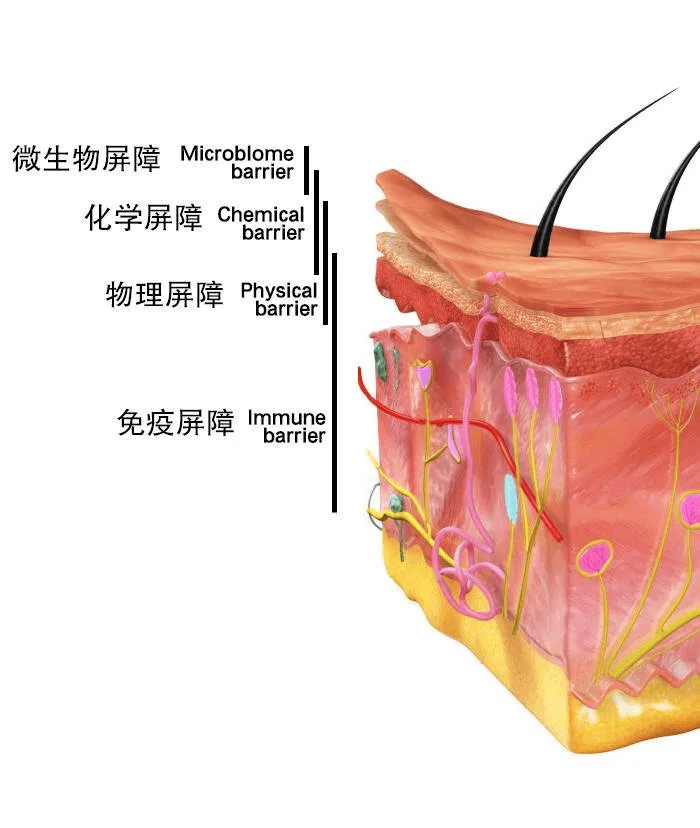 屏障受损肌肤修复中可能面临的问题皮肤屏障受损怎么修复的表现