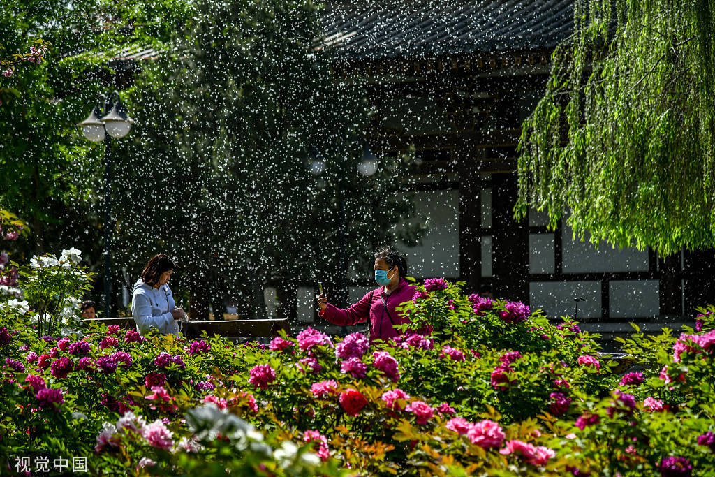 又是一年飞絮时!各地柳絮杨絮漫天飞舞如雪飘-搜狐大视野-搜狐新闻