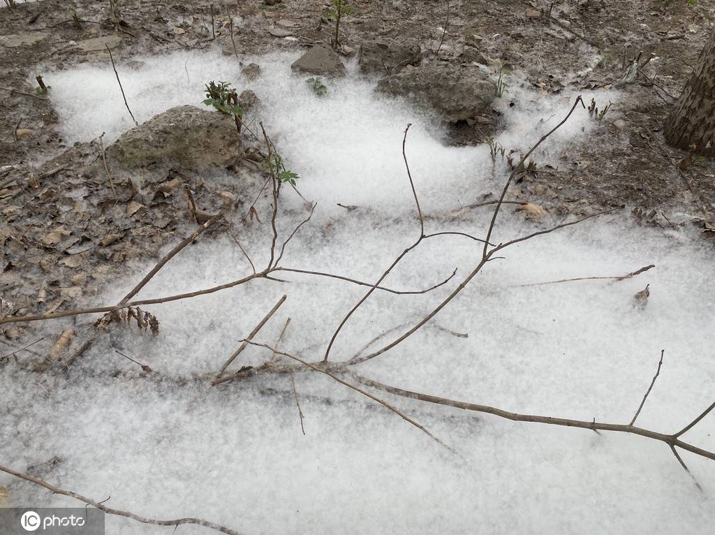 又是一年飞絮时!各地柳絮杨絮漫天飞舞如雪飘-搜狐大视野-搜狐新闻