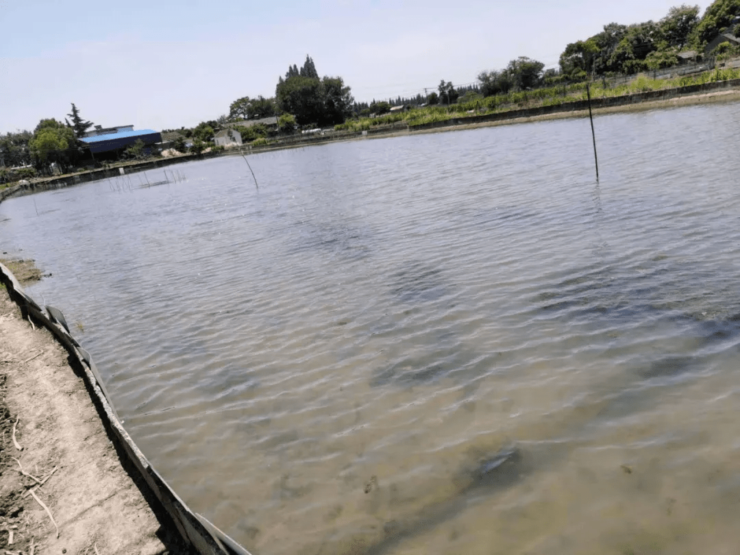 肥水养蟹如何肥水你知道吗快收藏起来吧