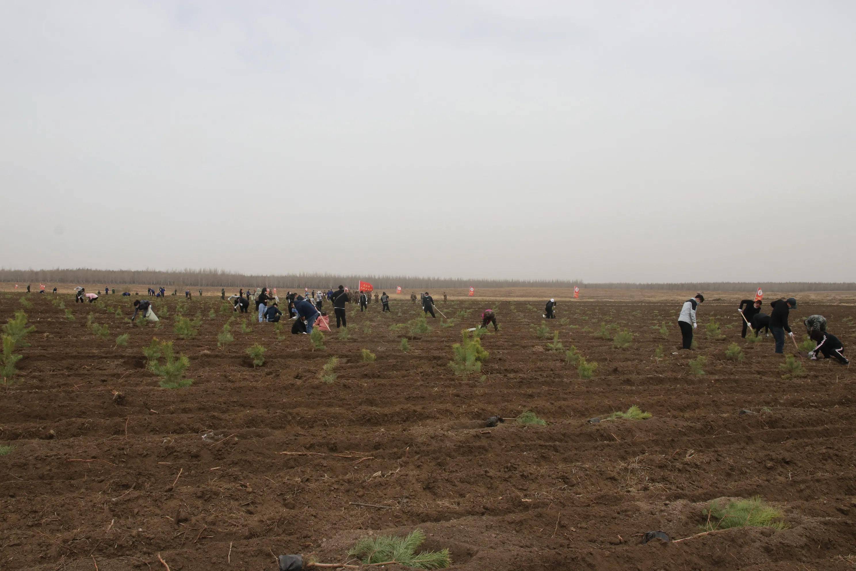 龙江县委副书记,县政府县长顾玉国一边植树,一边详细了解树种选择