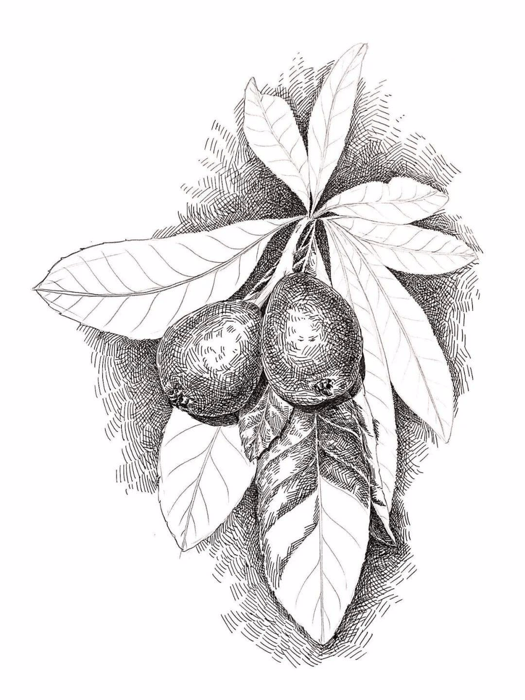 植物素描教程步骤图解植物素描详细步骤流程讲解