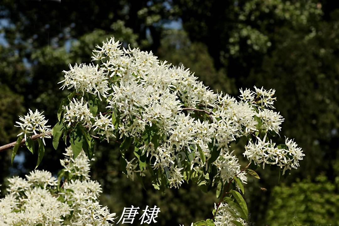 诗经里的植物辨识三十二常棣棠棣和唐棣下