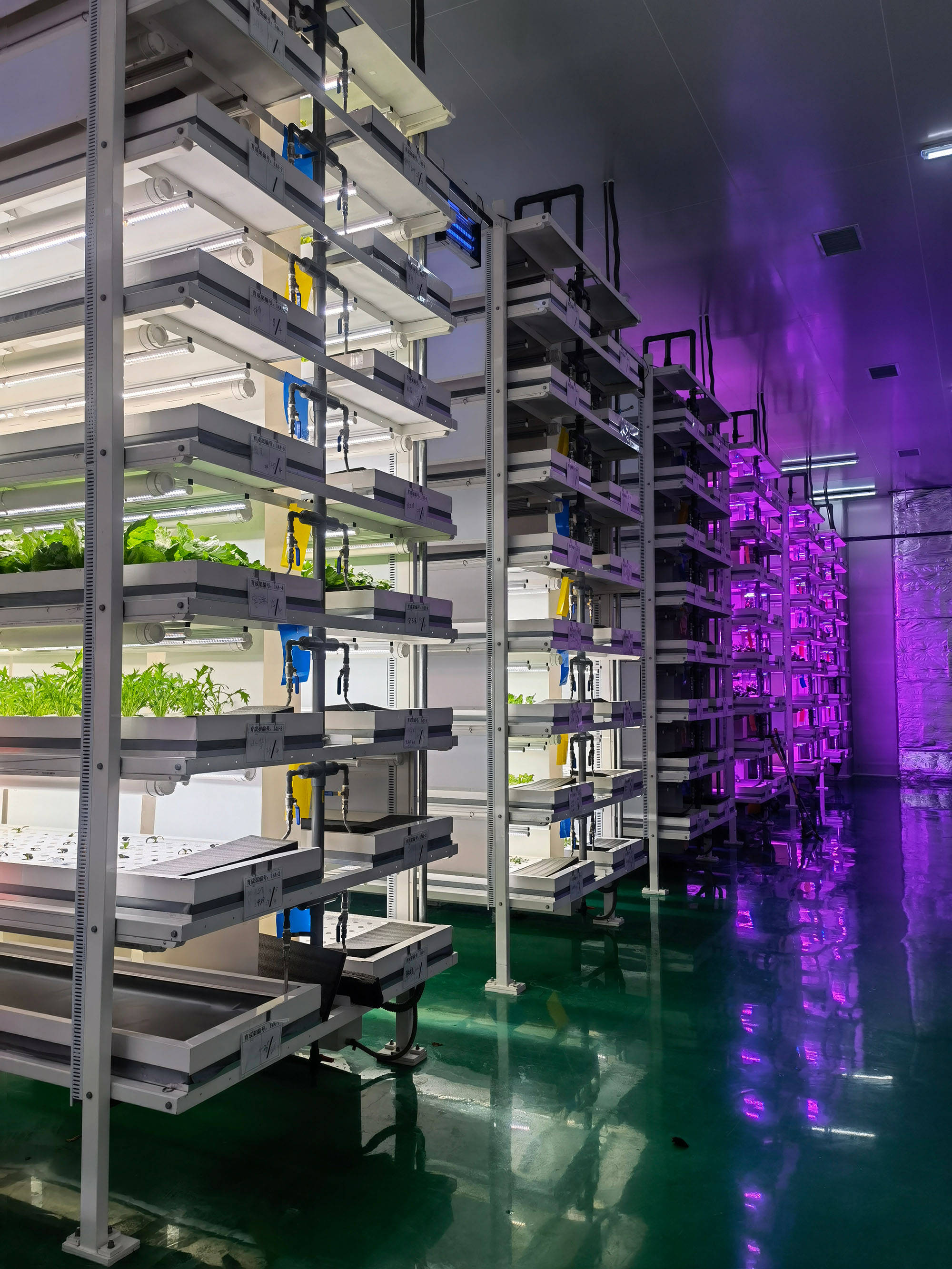 深度探访i润慧智能松下植物工厂