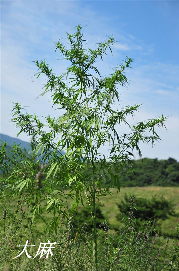 《诗经》里的植物辨识(三十五)天然纤维之王——大麻_种植_栽培_中国