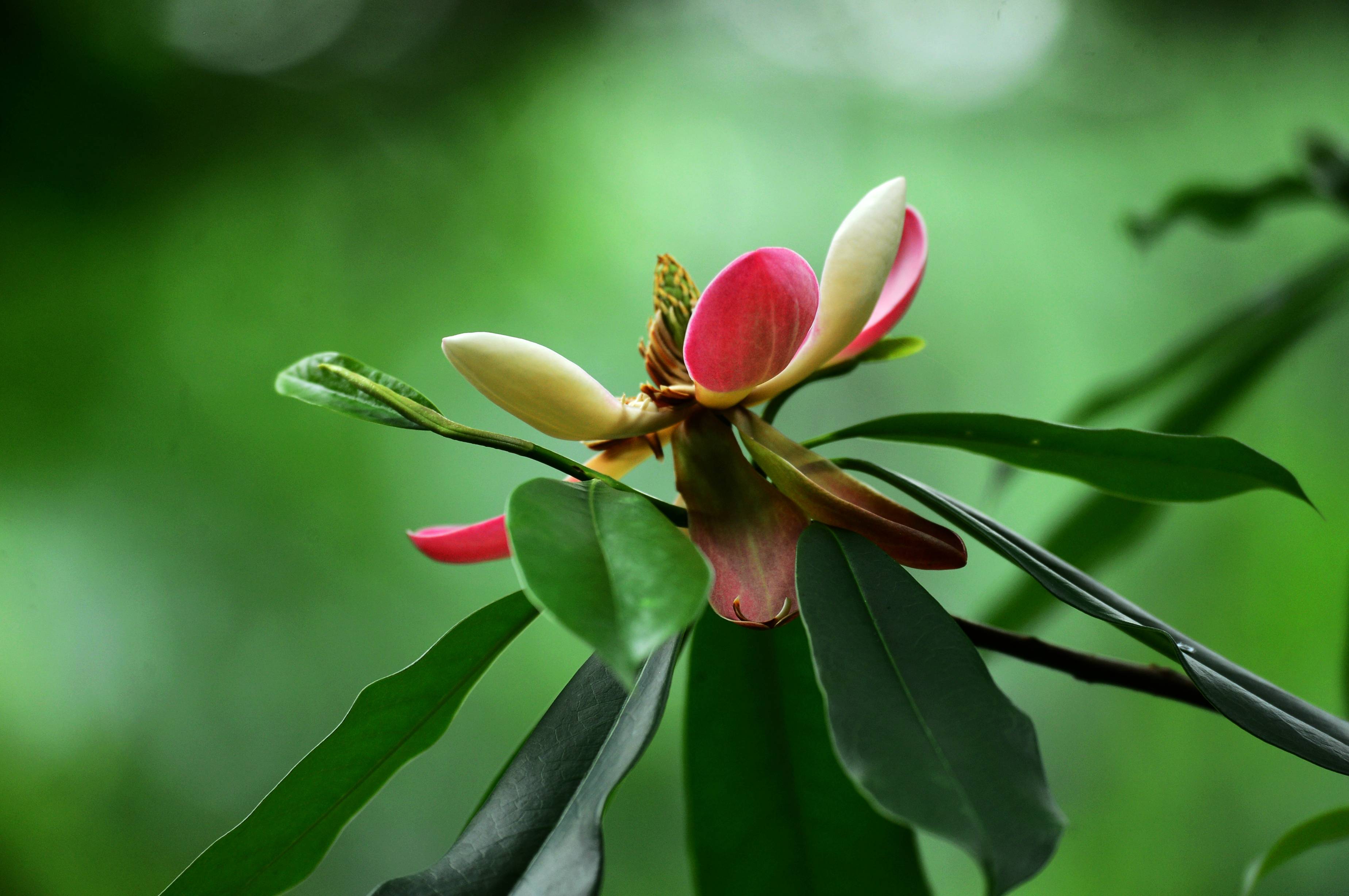 张家界天子山景区有种莲花长在树上组图