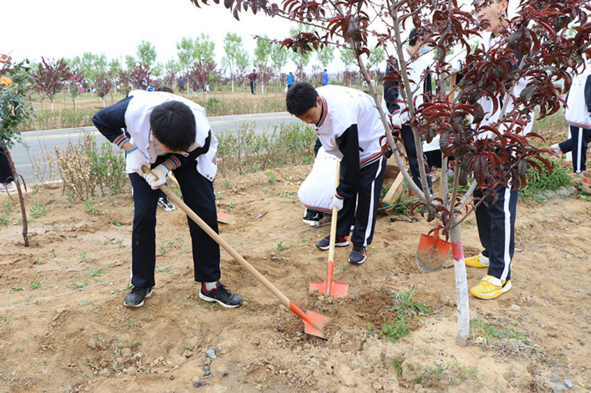 贺阳基础教育唐山校区开展绿化校园植树活动培养学生劳动意识