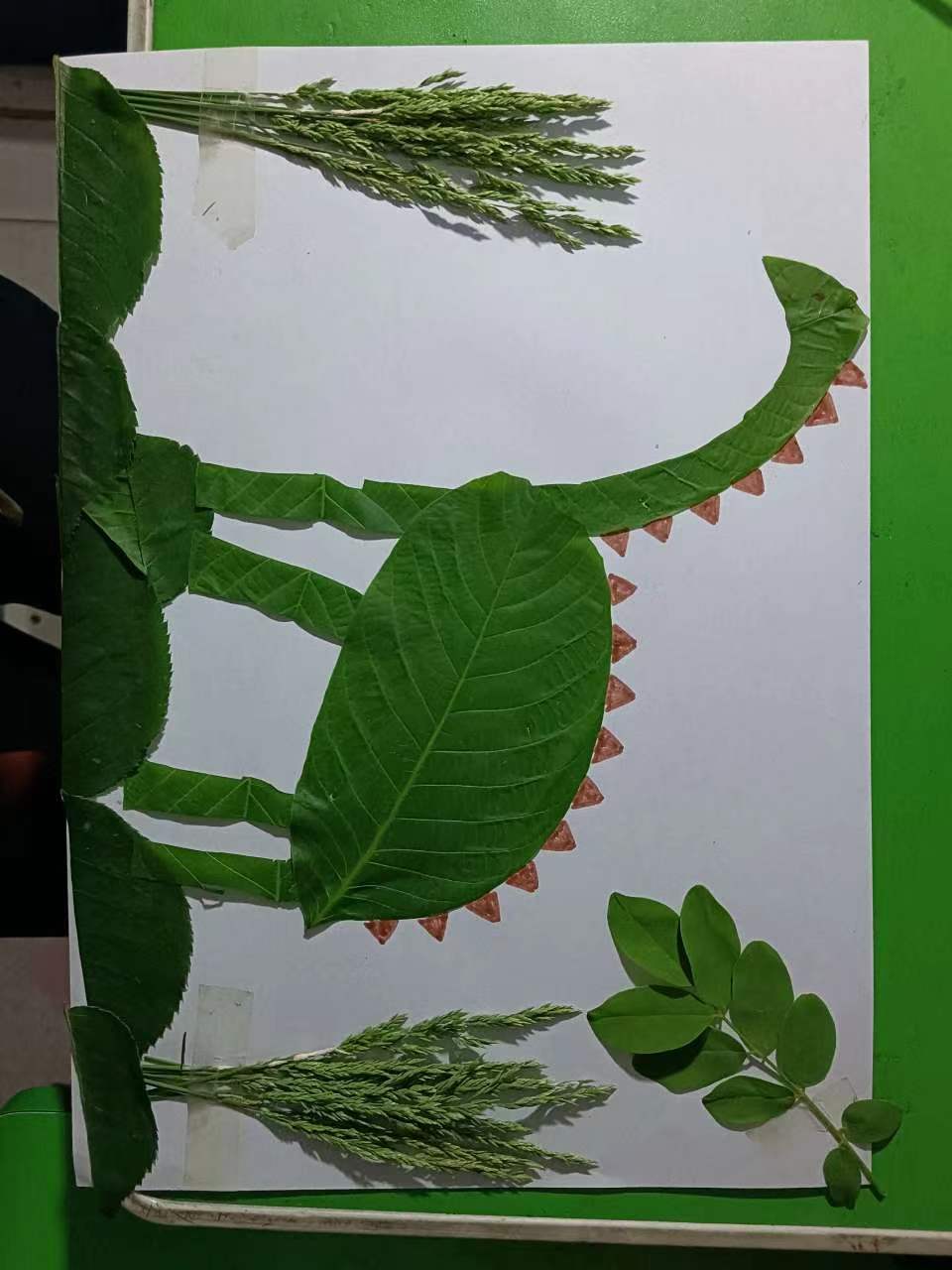 师家河小学一一班开展关爱大自然-树叶剪贴画活动