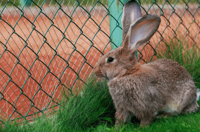 经验分享兔子长癣用什么药膏兔兔身上有癣需要擦什么药膏
