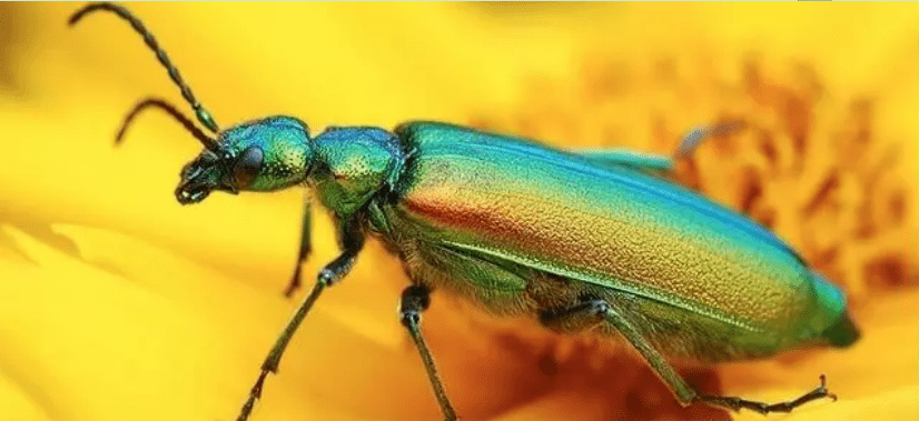 西班牙金苍蝇实际上是一种甲虫,传说用它的分泌物对男性有巨大的
