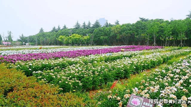 漫游洛阳南山牡丹文化园，欣赏残花呼吸新鲜空气，环境之美也醉人