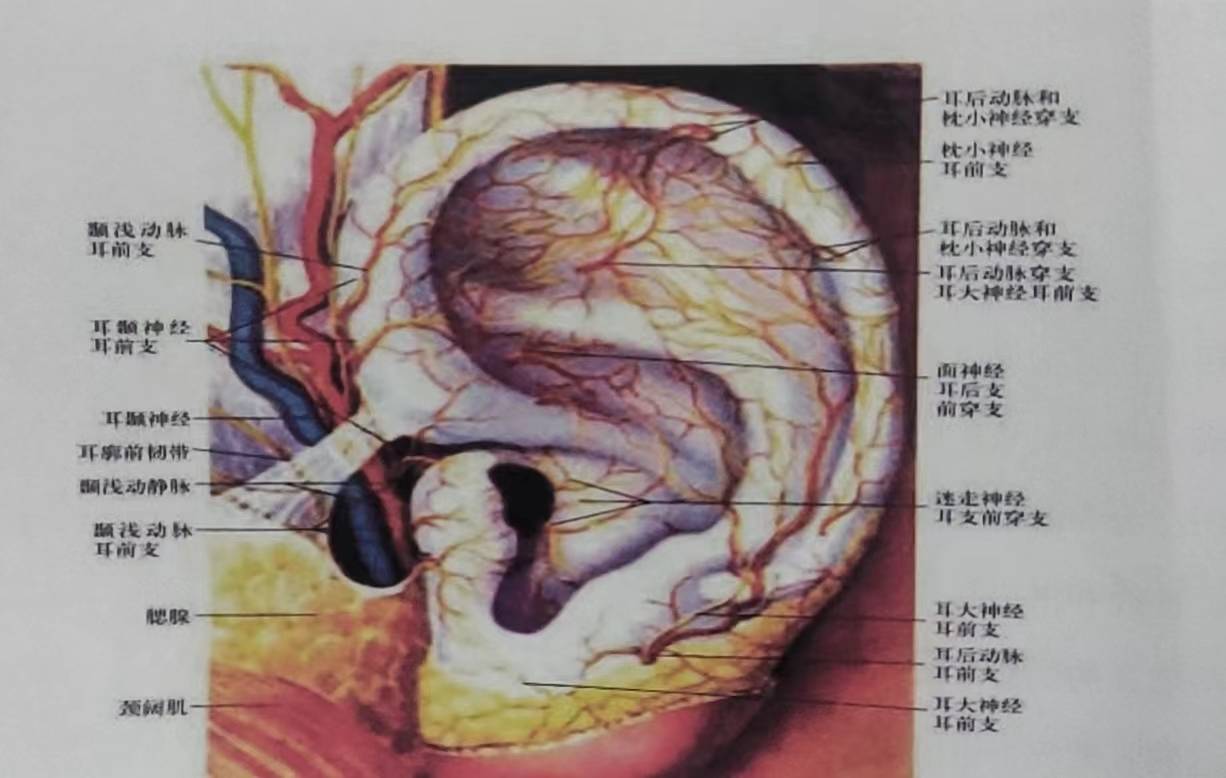 耳部脑的准确位置图图片