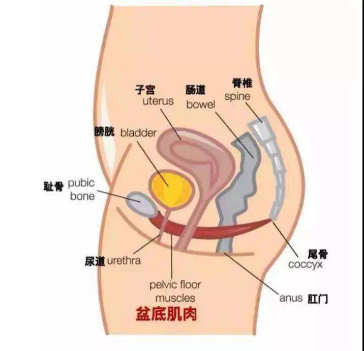 女性尿道地方尿道口图片