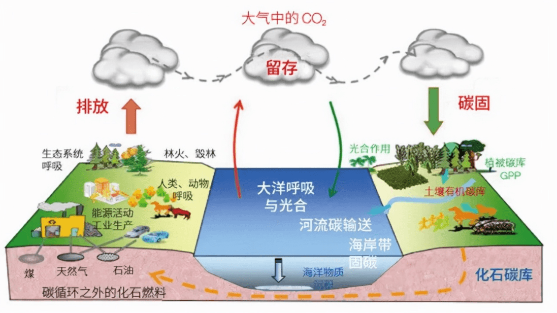 地球上的碳是怎样循环的