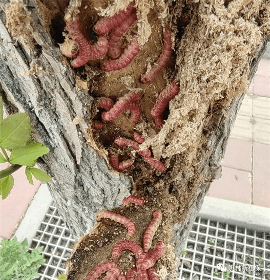 木头起虫子的图片图片