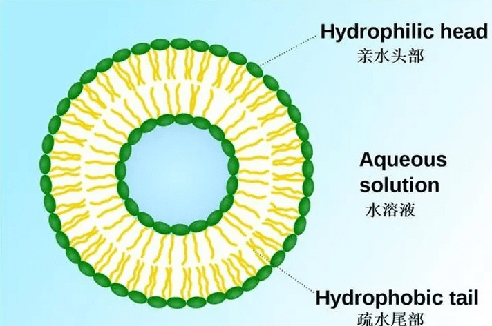 光热响应性双载药红细胞膜纳米囊泡/载奥沙利铂细胞膜囊泡纳米药物的