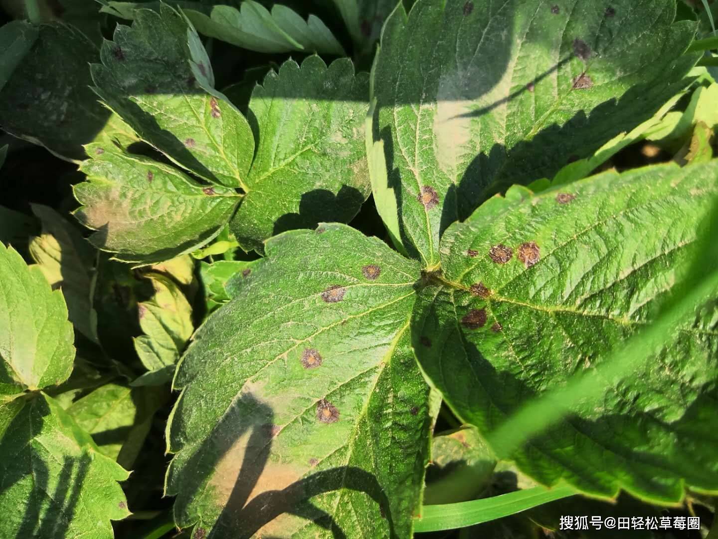 本文总结了草莓蛇眼病的发病规律,危害症状及防治方法,希望能够帮助到