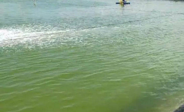 池塘蓝藻爆发的原因和处理方法