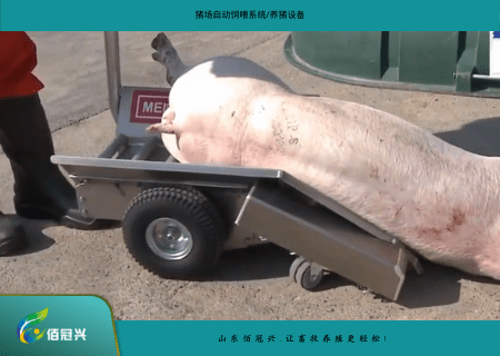 猪场处理死猪,这种电动死猪拖车受到一致好评~_猪舍_防疫_人员