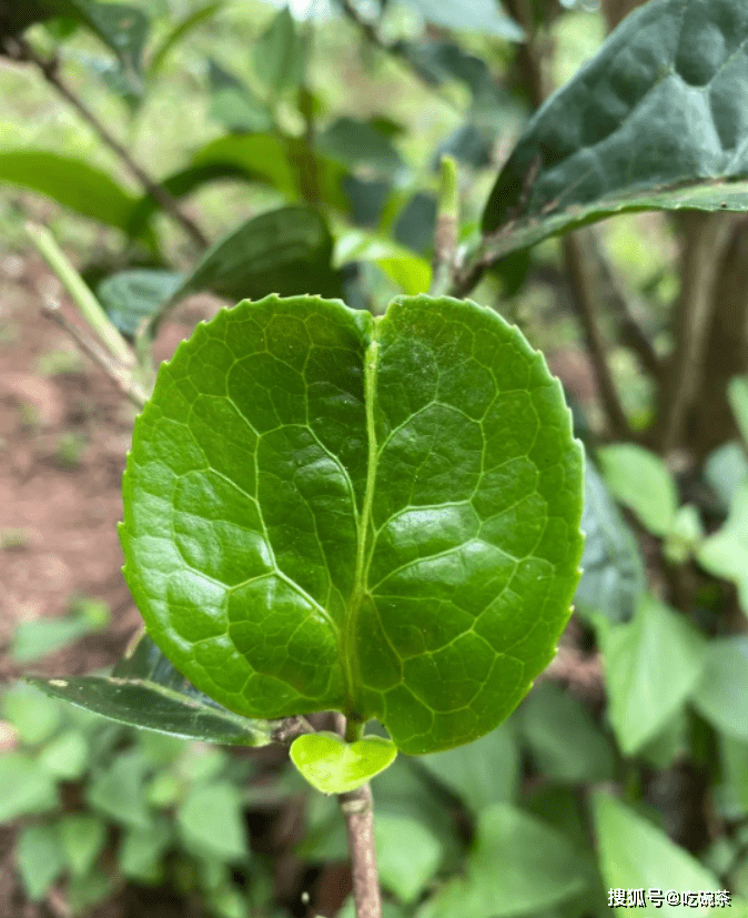 曼松熊猫叶比猫耳朵更高级