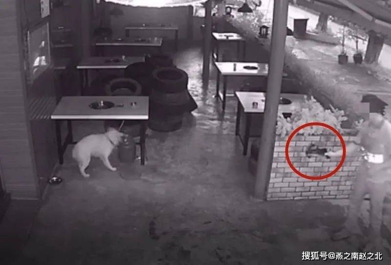 保定一男子使用带毒弓弩射狗偷狗 作案余起 满城 谢某 氰化钾