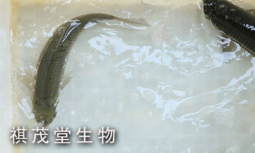 五黄粉对鱼有什么功效鱼用五黄粉有什么作用水产用药五黄粉对鱼的功能