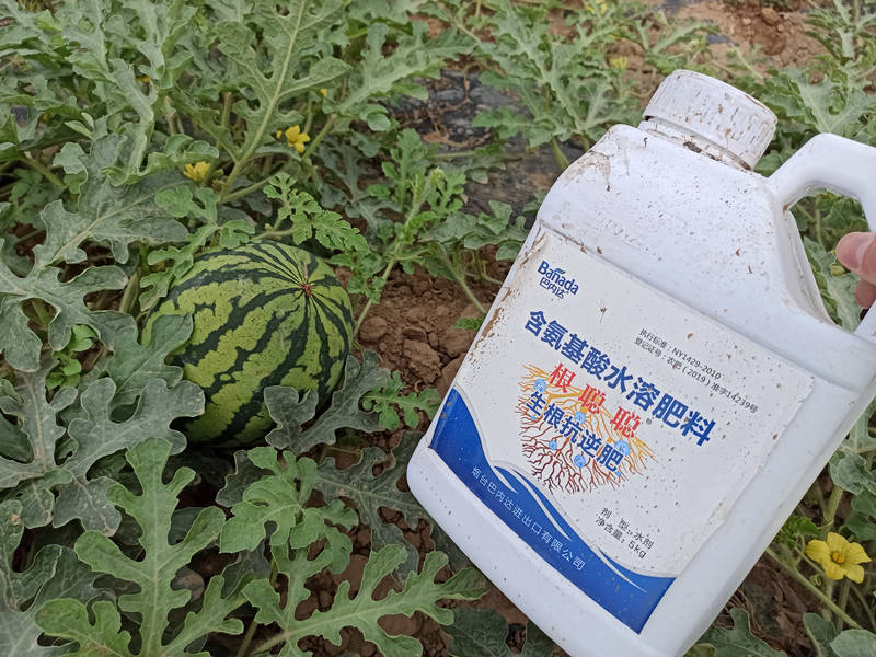 西瓜用什么肥料大又甜